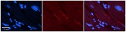 Nav1.5 Antibody, Novus Biologicals 100 &mu;L; Unconjugated:Antibodies,