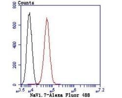 Nav1.7 Mouse anti-Human, Clone: 1D6, Novus Biologicals 100 &mu;l; Unconjugated:Antibodies,