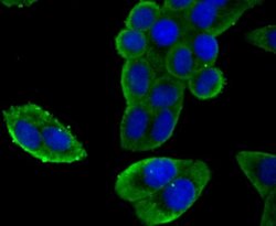 Nav1.7 Mouse anti-Human, Clone: 1D6, Novus Biologicals 100 &mu;l; Unconjugated:Antibodies,