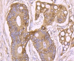 Nav1.7 Mouse anti-Human, Clone: 1D6, Novus Biologicals 100 &mu;l; Unconjugated:Antibodies,