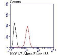 Nav1.7 Rabbit anti-Human, Polyclonal, Novus Biologicals 100 &mu;l; Unconjugated:Antibodies,