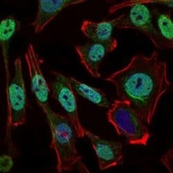 Nbs1 Antibody (7E4A2) - Azide and BSA Free, Novus Biologicals 0.1 mL | Buy Online | Novus Biologicals | Fisher Scientific