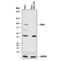 Nbs1 Antibody (7E4A2) - Azide and BSA Free, Novus Biologicals 0.1 mL | Buy Online | Novus Biologicals | Fisher Scientific