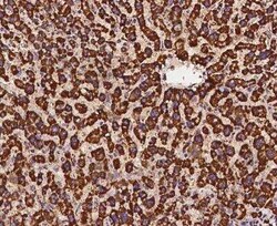 Ndufs1 Antibody, Novus Biologicals 100 &mu;g; Unconjugated:Antibodies,
