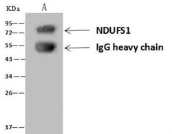 Ndufs1 Antibody, Novus Biologicals 100 &mu;g; Unconjugated:Antibodies,