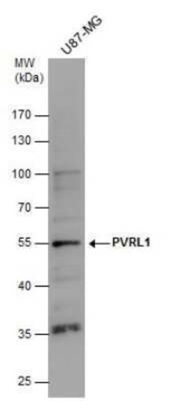Nectin-1/PVRL1 Antibody, Novus Biologicals 100 &mu;g | Buy Online | Novus Biologicals | Fisher Scientific