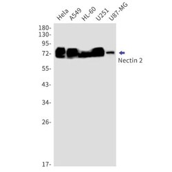 Nectin-2/CD112 Antibody (S06-8F3), Novus Biologicals 100 &mu;g | Buy Online | Novus Biologicals | Fisher Scientific