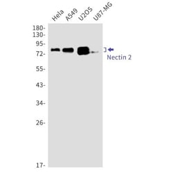 Nectin-2/CD112 Antibody (S07-7G6), Novus Biologicals 100 &mu;g; Unconjugated:Antibodies,