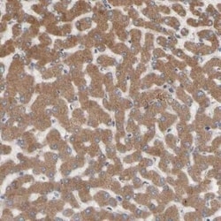 Nectin-3/PVRL3 Antibody, Novus Biologicals 0.1 mL; Unconjugated:Antibodies,