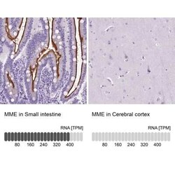 Neprilysin/CD10 Antibody, Novus Biologicals 25 &mu;L, Unconjugated:Antibodies,