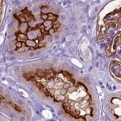 Neprilysin/CD10 Antibody, Novus Biologicals 25 &mu;L, Unconjugated:Antibodies,