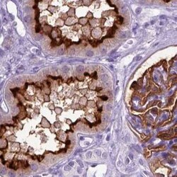 Neprilysin/CD10 Antibody, Novus Biologicals 25 &mu;L, Unconjugated:Antibodies,