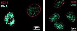 Nesprin 2 Antibody (6C11) - BSA Free, Novus Biologicals:Antibodies:Primary
