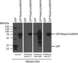 Nesprin 2 Antibody (6C11) - BSA Free, Novus Biologicals:Antibodies:Primary