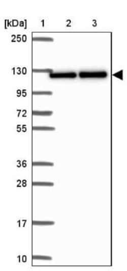 Nesprin-3 Antibody, Novus Biologicals 25 &mu;L, Unconjugated:Antibodies,