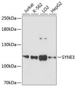Nesprin-3 Antibody - Azide and BSA Free, Novus Biologicals 0.02 mL; Unconjugated:Antibodies