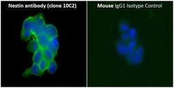 Nestin Antibody (10C2) - Azide and BSA Free, Novus Biologicals 0.1 mL;