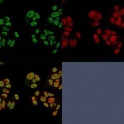 Neuregulin-1/NRG1 Antibody (NRG1/2752) - Azide and BSA Free, Novus Biologicals