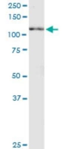 Neuregulin-2 Antibody (3D2), Novus Biologicals 0.1 mg | Buy Online | Novus Biologicals | Fisher Scientific
