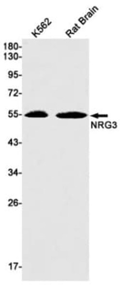 Neuregulin-3/NRG3 Antibody (S02-9E5), Novus Biologicals 100 &mu;g | Buy Online | Novus Biologicals | Fisher Scientific