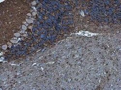 Neurofascin Antibody, Novus Biologicals 100 &mu;g | Buy Online | Novus Biologicals | Fisher Scientific