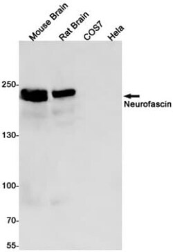 Neurofascin Antibody (S07-0B3), Novus Biologicals:Antibodies:Primary Antibodies