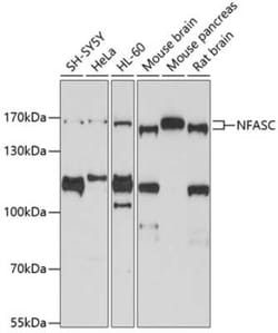 Neurofascin Antibody - BSA Free, Novus Biologicals:Antibodies:Primary Antibodies