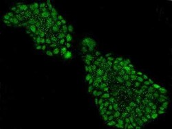 Neurogenin-2 Antibody, Novus Biologicals 100 &mu;g, Unconjugated:Antibodies,