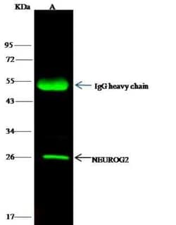 Neurogenin-2 Antibody, Novus Biologicals 100 &mu;g, Unconjugated:Antibodies,