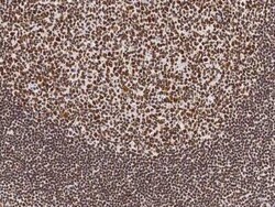 Neurogenin-3 Antibody, Novus Biologicals:Antibodies:Primary Antibodies