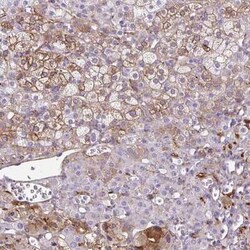 Neuroglobin Antibody, Novus Biologicals:Antibodies:Primary Antibodies