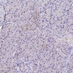 Neuroglobin Antibody, Novus Biologicals:Antibodies:Primary Antibodies