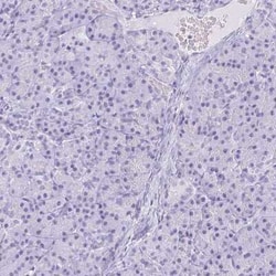 Neuroglobin Antibody, Novus Biologicals:Antibodies:Primary Antibodies