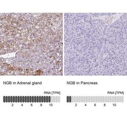 Neuroglobin Antibody, Novus Biologicals:Antibodies:Primary Antibodies
