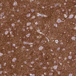 Neuroglycan C/CSPG5 Antibody, Novus Biologicals 25 &mu;L, Unconjugated:Antibodies,