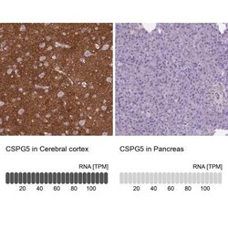 Neuroglycan C/CSPG5 Antibody, Novus Biologicals 25 &mu;L, Unconjugated:Antibodies,