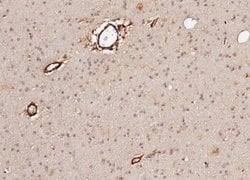 Neuroligin 1/NLGN1 Rabbit anti-Human, Clone: 79, Novus Biologicals 100 &mu;g | Buy Online | Novus Biologicals | Fisher Scientific