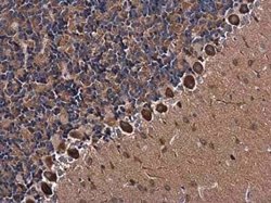 Neuroligin 3/NLGN3 Antibody, Novus Biologicals 100 &mu;g | Buy Online | Novus Biologicals | Fisher Scientific