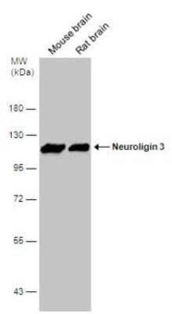 Neuroligin 3/NLGN3 Antibody, Novus Biologicals 100 &mu;g | Buy Online | Novus Biologicals | Fisher Scientific