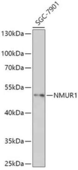 Neuromedin UR1/NMUR1 Antibody - Azide and BSA Free, Novus Biologicals 0.02