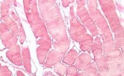 Neuromedin UR2/NMUR2 Antibody - BSA Free, Novus Biologicals 0.05 mg | Buy Online | Novus Biologicals | Fisher Scientific