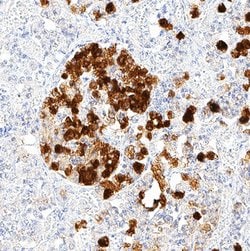 Human Neuronal Pentraxin 2 Antibody, R D Systems 25 &mu;g; Unconjugated:Antibodies,