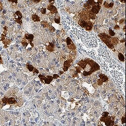Human Neuronal Pentraxin 2 Antibody, R D Systems:Antibodies:Primary Antibodies