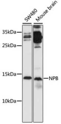 Neuropeptide B Antibody - Azide and BSA Free, Novus Biologicals:Antibodies:Primary