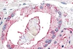 Neuropeptide FF R1/NPFFR1 Antibody - BSA Free, Novus Biologicals 0.05 mL,