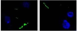 Neuropeptide Y Antibody (8) - BSA Free, Novus Biologicals:Antibodies:Primary