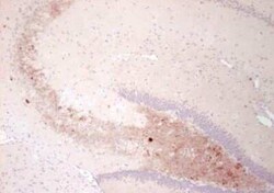 Neuropeptide Y Antibody (8) - BSA Free, Novus Biologicals:Antibodies:Primary
