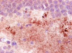 Neuropeptide Y Antibody (8) - BSA Free, Novus Biologicals:Antibodies:Primary