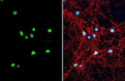 Neuropeptide Y Antibody, Novus Biologicals 100 &mu;g | Buy Online | Novus Biologicals | Fisher Scientific