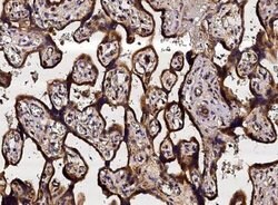 Neuropilin-1 Rabbit anti-Human, Clone: 42, Novus Biologicals 50 &mu;g;